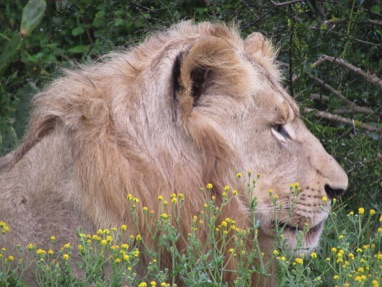 South Africa lion